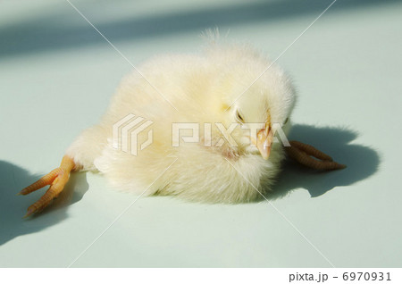 ひよこ ひよこ 6970931