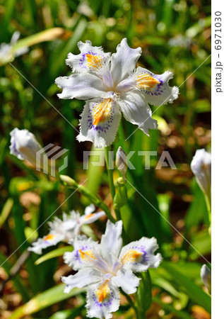 植物・シャガ　アヤメ科 6971030