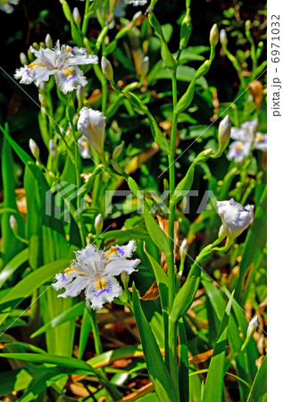 植物・シャガ　アヤメ科 6971032