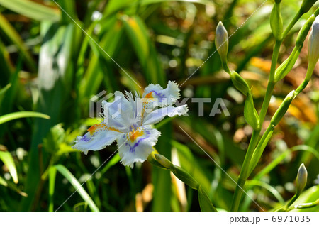 植物・シャガ　アヤメ科 6971035