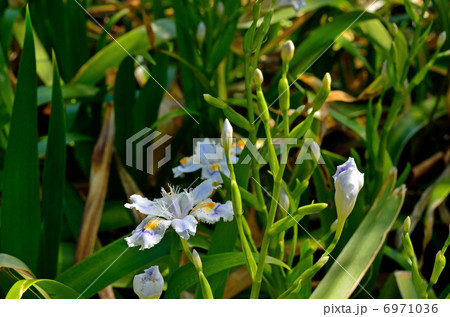 植物・シャガ　アヤメ科 6971036