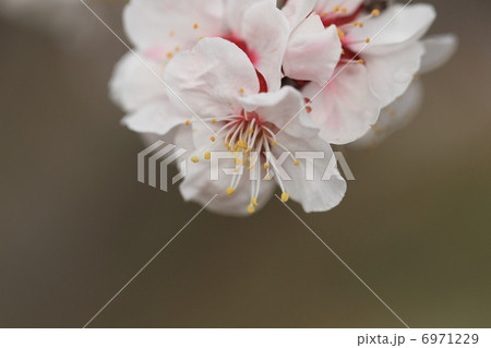 梅の花 6971229