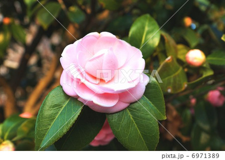早春の花・楚々と咲いて春を告げる乙女椿の花・横位置 6971389
