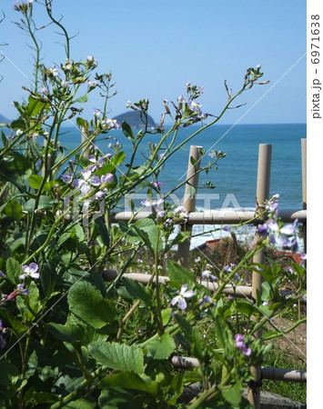 はまだいこん① 6971638