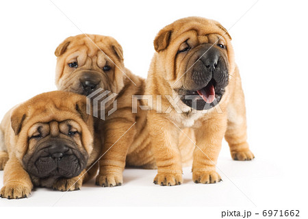 Beautiful sharpei puppies isolated on white background 6971662