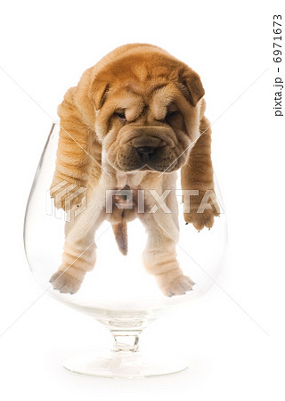 Sharpei puppy inside glass isolated on white background (studio Sharpei puppy inside glass isolated on white background (studio 6971673