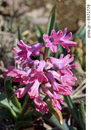ヒヤシンス ヒヤシンス 6971778