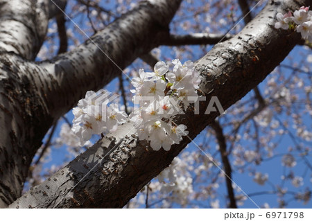 品海公園　ソメイヨシノ 6971798