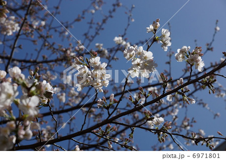 品海公園　ソメイヨシノ 6971801