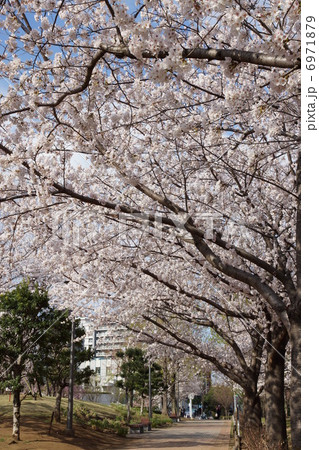 東品川海上公園　桜並木 6971879