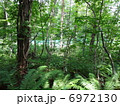 新緑の森 6972130