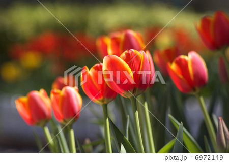チューリップオリンジの花たち チューリップオリンジの花たち 6972149