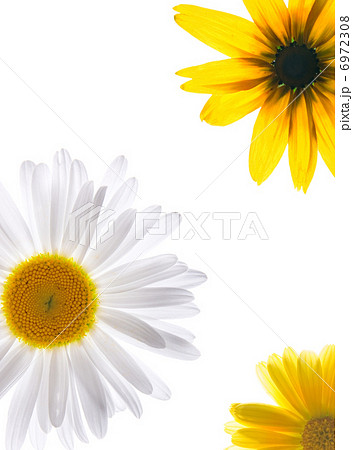 Flowers isolated on white 6972308