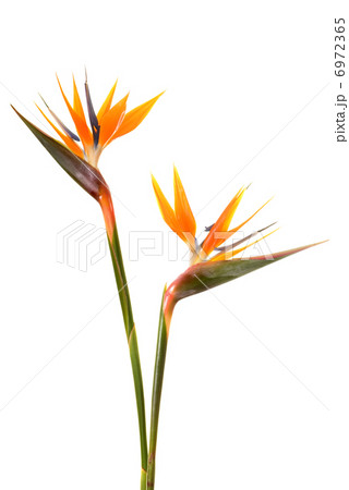 Bird of paradise flower (Strelitzia reginae) isolated on white b 6972365