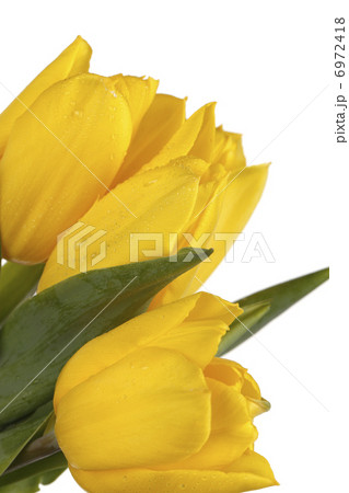 Four yellow tulips 6972418