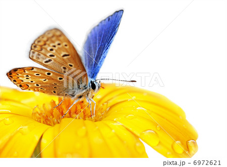 butterfly on flower 6972621