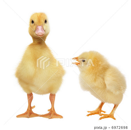 Two days old easter duckling and chicken looking cute 6972698