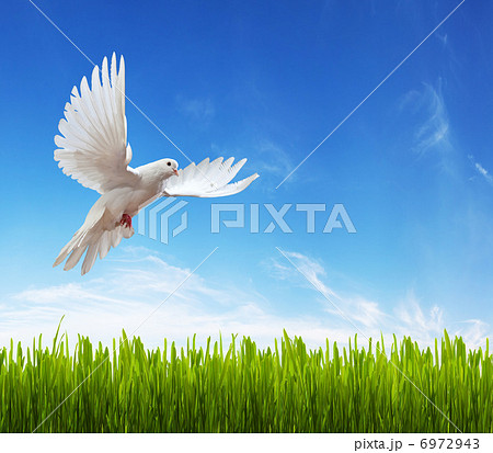 white dove, grass and sky 6972943