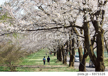 赤城南面千本桜 6973326