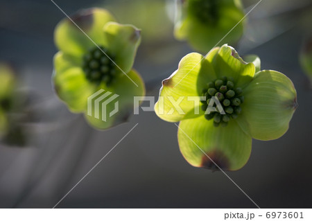 ハナミズキ・春 6973601