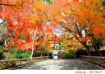 龍安寺の紅葉トンネルの写真素材 龍安寺の紅葉トンネルの写真素材