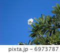ハワイ島　プルメリア 6973787