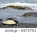 ハワイ島　黒砂海岸のウミガメ 6973791