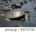 ハワイ島　黒砂海岸のウミガメ 6973792