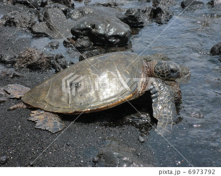 ハワイ島　黒砂海岸のウミガメ 6973792