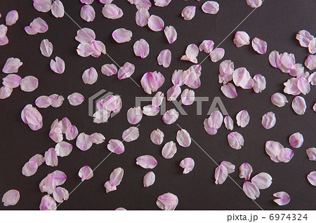 桜のはなびら 桜のはなびら 6974324