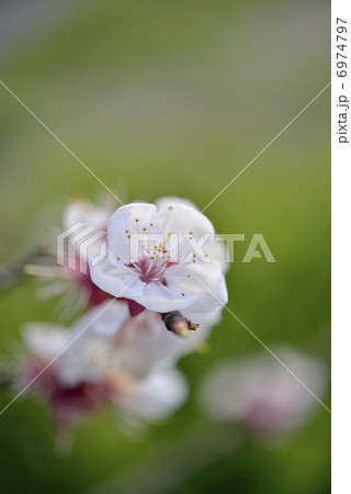 杏の花 6974797
