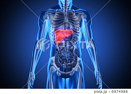 Digital blue human with highlighted liver 6974988
