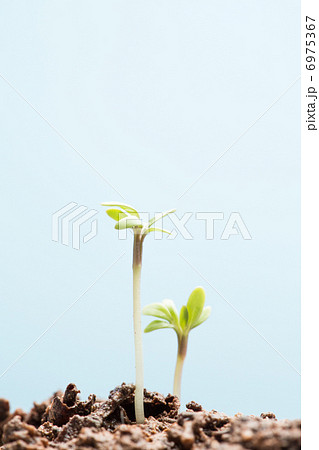 Seedlings in soil 6975367