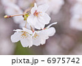 さくら 6975742