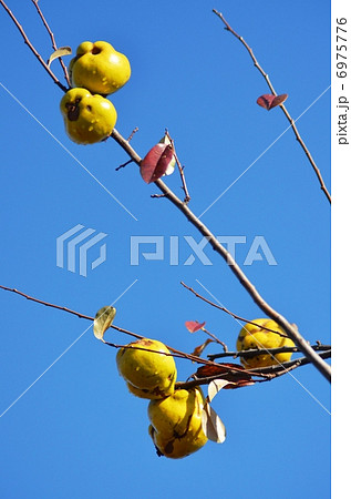 カリンの黄色い果実 6975776