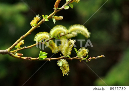 ネコヤナギ 6975780