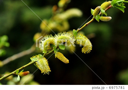 ネコヤナギ 6975781