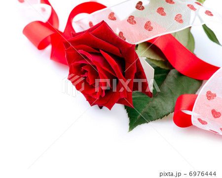 Valentines Gift. Rose Flower with Ribbon isolated on white 6976444