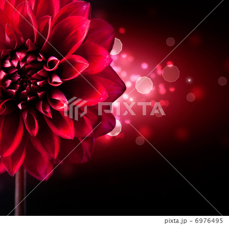 Dahlia Flower Design over Black Background 6976495