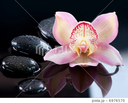 Zen Stones and Orchid Flower. Stone Massage 6976570