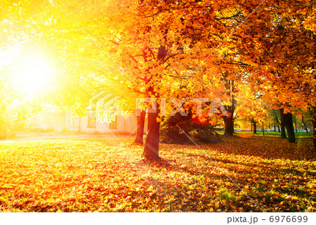 Fall. Autumnal Park. Autumn Trees and Leaves Fall. Autumnal Park. Autumn Trees and Leaves 6976699