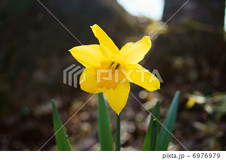 水仙 黄色 花言葉 愛に応えて Narcissusの写真素材