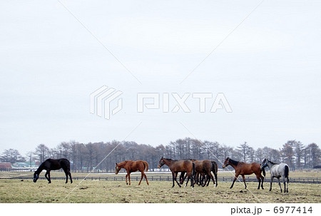 北海道の馬 6977414