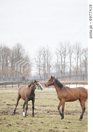 北海道の馬 北海道の馬 6977419