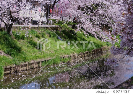 佐保川の桜 6977457