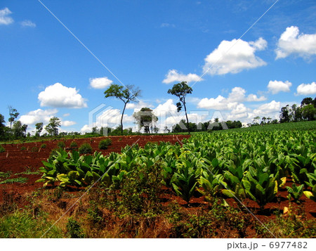 タバコの葉 タバコの葉 6977482