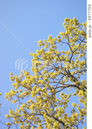 尾状花序の花が咲く木 6977709