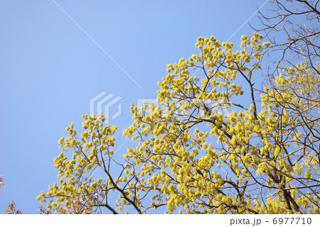 尾状花序の花が咲く木 尾状花序の花が咲く木 6977710