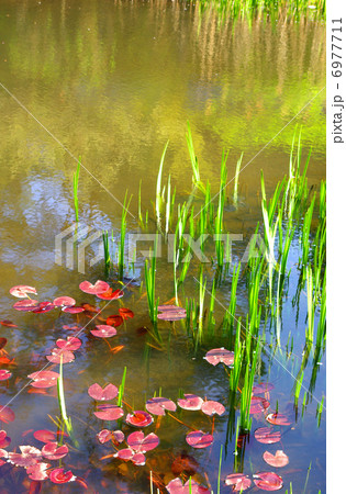 赤いスイレンの葉が浮かぶ池の写真素材