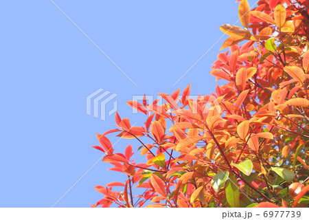レッドロビンと青空 6977739